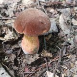 Hřib kovář (Neoboletus luridiformis) od Jardaj