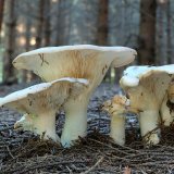 Běločechratka obrovská (Leucopaxillus giganteus) od Martin