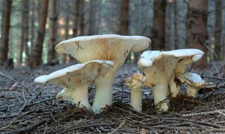 Běločechratka obrovská (Leucopaxillus giganteus) od Martin