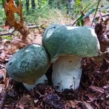 Holubinka nazelenalá (Russula virescens) od Tulák z rokle