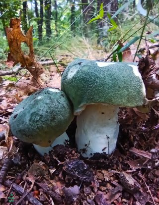 Holubinka nazelenalá (Russula virescens) od Tulák z rokle