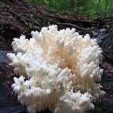 Korálovec bukový (Hericium clathroides) od Tulák z rokle