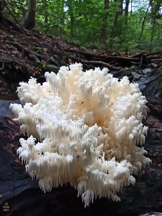 Korálovec bukový (Hericium clathroides) od Tulák z rokle