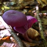 Lakovka ametystová (Laccaria amethystina) od Tulák z rokle