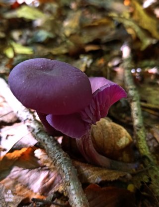 Lakovka ametystová (Laccaria amethystina) od Tulák z rokle