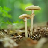 Polnička raná (Agrocybe praecox) od Martin