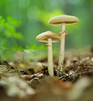 Polnička raná (Agrocybe praecox) od Martin