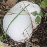 Pýchavka obrovská (Calvatia gigantea) od Jardaj