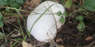 Pýchavka obrovská (Calvatia gigantea) od Jardaj